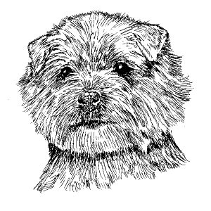 Norfolk Terrier2