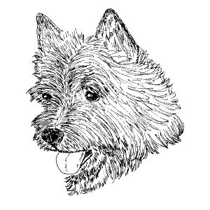 Norwich Terrier1