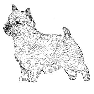 Norwich Terrier2