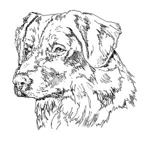 Nova Scotia Duck Tolling Retriever1