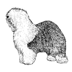 Old English Sheepdog1