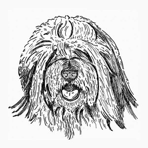 Old English Sheepdog2