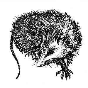 Opossum