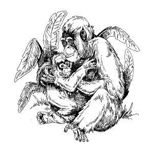 Orangutan with baby1