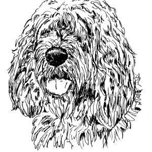 Otterhound1