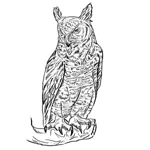 Owl Great Horned
