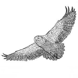 Owl Snowy