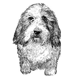 PBGV1