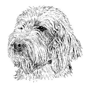PBGV2