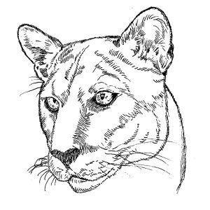 Panther Cat