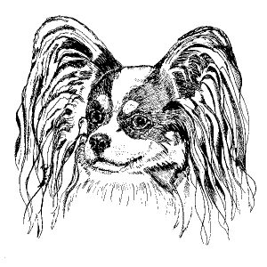 Papillon1