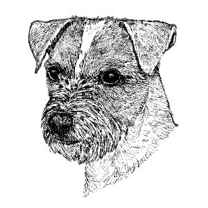 Parsons Jack Russell Terrier2