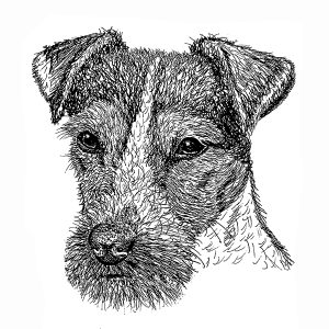 Parsons Jack Russell Terrier3