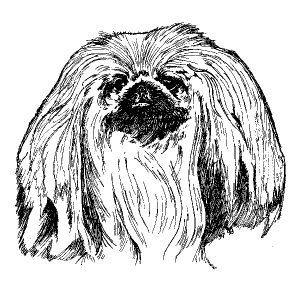 Pekingese1