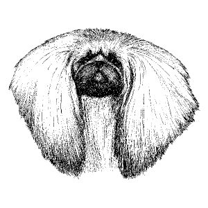 Pekingese2