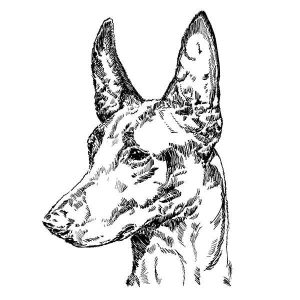 Pharoah Hound1