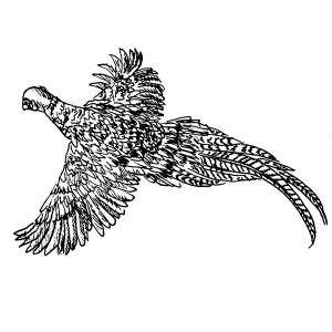 Pheasant