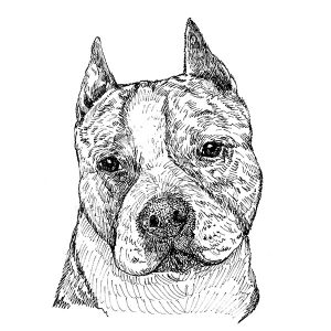 Pit Bull1