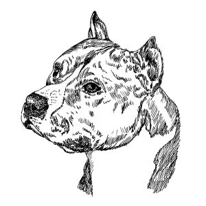 Pit Bull2