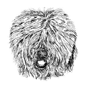 Polish Lowland Sheepdog1