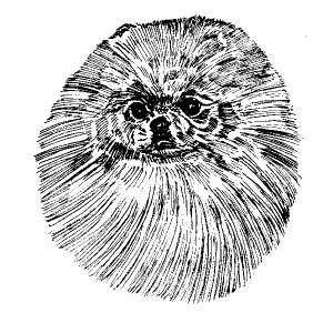 Pomeranian2