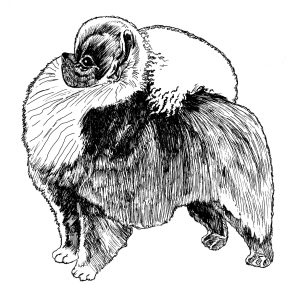 Pomeranian3