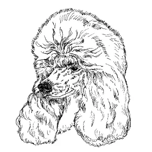 Poodle Standard2