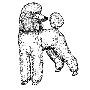 Poodle Standard1