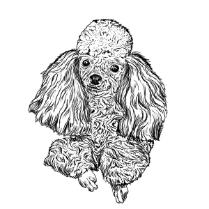 Poodle Standard3