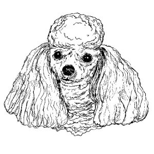 Poodle Toy1