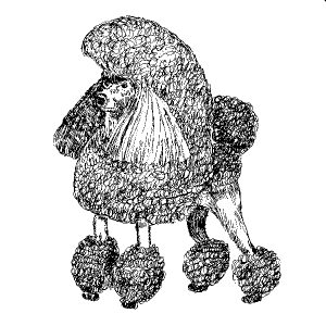 Poodle Show Cut1
