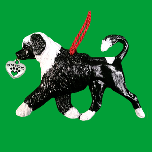 Portuguese Water Dog Bl and Wh