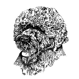 Portuguese Water Dog1