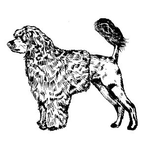 Portuguese Water Dog2