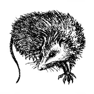 Possum