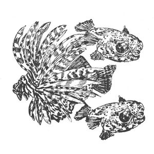 Puffer Lionfish