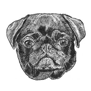 Pug Black1