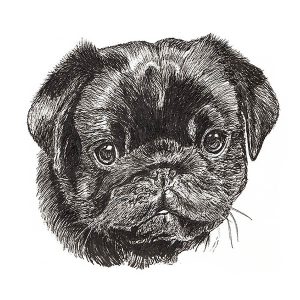 Pug Black2