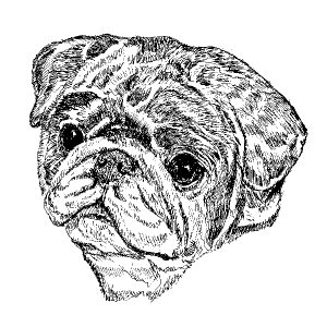 Pug Black3