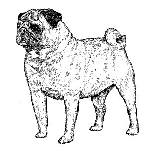 Pug Fawn2