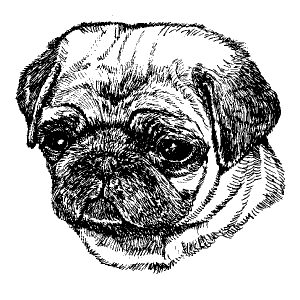 Pug Fawn3