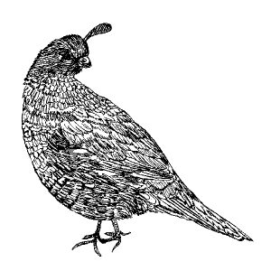 Quail
