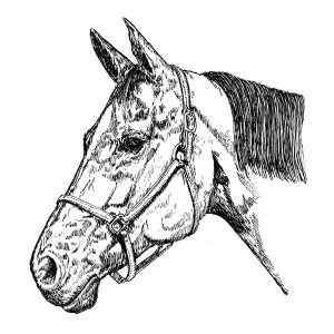 Quarter Horse1