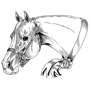 Quarter Horse2