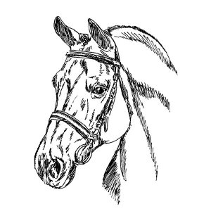 Quarter Horse3
