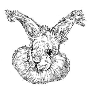 Rabbit Angora