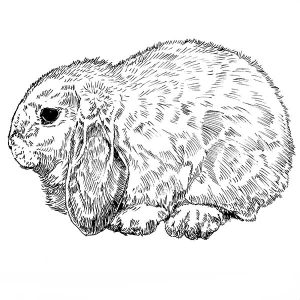 Rabbit French Lop