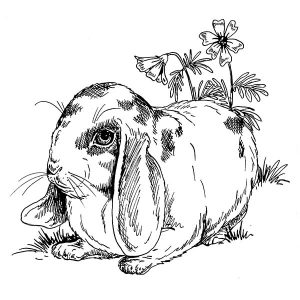 Rabbit Holland Lop