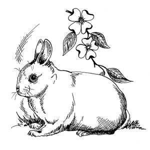 Rabbit Netherland Dwarf