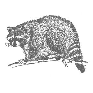 Raccoon